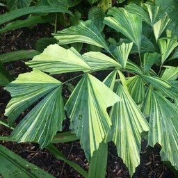 بذر گیاه آپارتمانی نخل کاریوتا یا نخل دم ماهی - ابلق - Variegated Caryota Seed