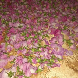 گل محمدی خشک شده