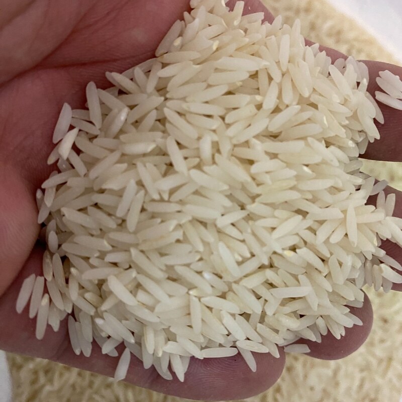 برنج دم سیاه کشت دوم و دو الکه خالص و با کیفیت بدون دور ریز و ناخالصی
