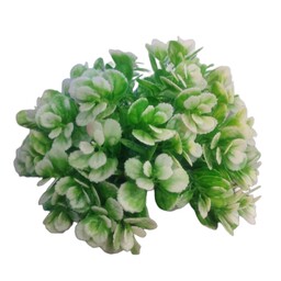 گیاه آکواریومی بزرگ دسته گلی رنگ سبز سفید