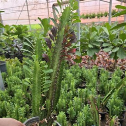 گیاه طبیعی افوربیا سبز گلدان سطل 4 ارتفاع گیاه 80 سانت