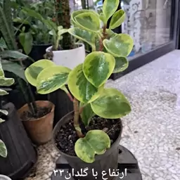 گل قاشقی ابلق