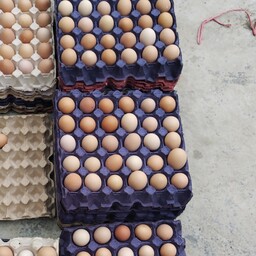 تخم مرغ محلی و صد در صد ارگانیک خوراکی بدون نطفه