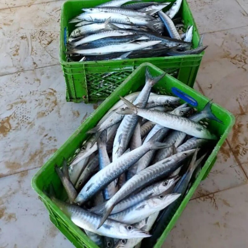 ماهی شیر نیزه (دولمی،باراکودا)
