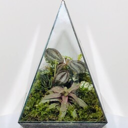تراریوم شیشه ای مثلث