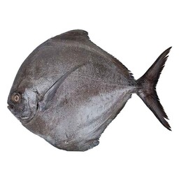 ماهی حلوا سیاه تازه ریز ، متوسط و درشت