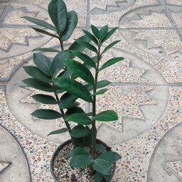گیاه اپارتمانی زاموفیلیا سایز کوچک
