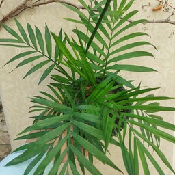 گیاه اپارتمانی نخل شامادورا(chamaedora elegans plant)