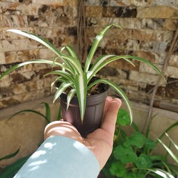 گیاه گندمی ابلق روشن سایز کوچک(spider plant)