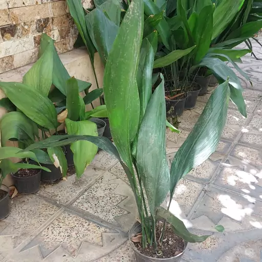 گیاه اپارتمانی عبائی سبز(aspidistra elatior plant)