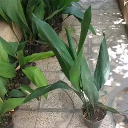 گیاه اپارتمانی عبائی سبز(aspidistra elatior plant)