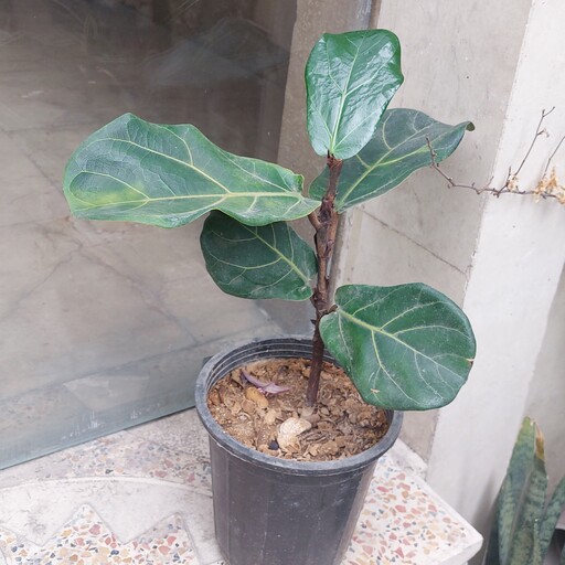 گیاه آپارتمانی فیکوس لیراتا(fiddleleaffig)