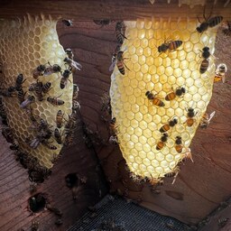 عسل طبیعی چهل گیاه مرتع زنبورستان (گل ماهور ) مهندس قربانی بهاره 1000 گرم خالص صاف شده.                             .