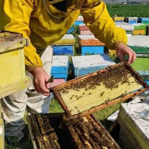 عسل طبیعی چهل گیاه مرتع زنبورستان (گل ماهور ) مهندس قربانی بهاره 1000 گرم خالص صاف شده....         ..               