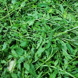 سبزی نعنا خشک پودری نیشابور امسالی  - 100 گرمی