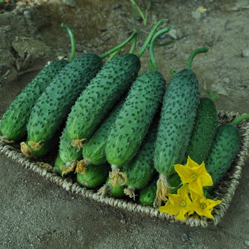  بذر خیار خاردار بامداد هیبرید فوق پربار بسته 5 عددی 