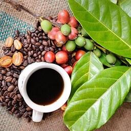  بذر قهوه عربیکا خوش عطر کلمبیایی بسته 5 عددی 