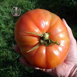 بذر گوجه فرنگی سایز بسیار بزرگ10 عددی