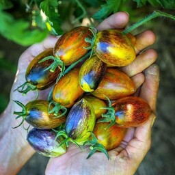 بذر گوجه فرنگی رنگین کمان اتمیک 10 عددی