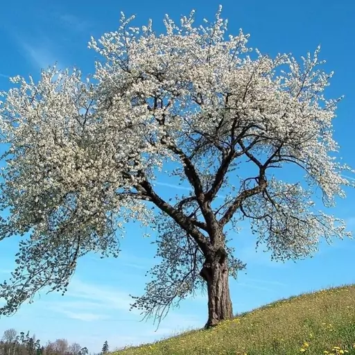 بذر درخت بادامک ( بادام کوهی) 10 عددی