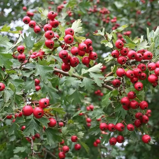 بذر ولیک (زالزالک وحشی) 1 گرم