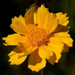 بذر گل اشرفی زرد (کوریوپسیس) 1 گرم
