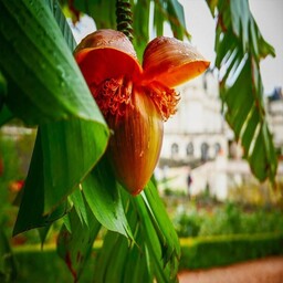 بذر  موز  (هاردی 4 عددی )