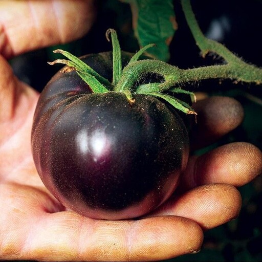 بذر گوجه گیلاسی بلوبری قرمز 10 عددی