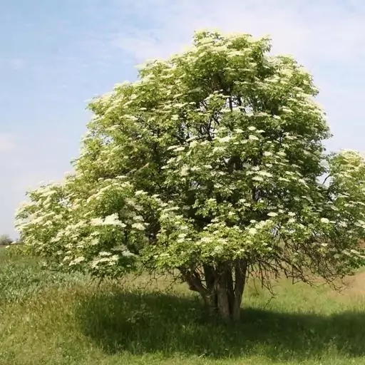 بذر انگور کولی (آقطی سیاه) 10 عددی