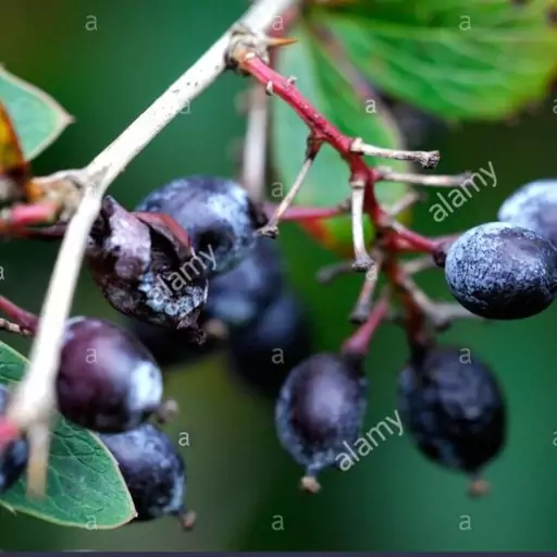 بذر زرشک سیاه 10 عددی