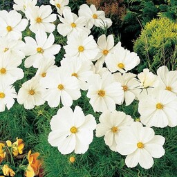 بذر گل ستاره ای سفید 30 عددی
