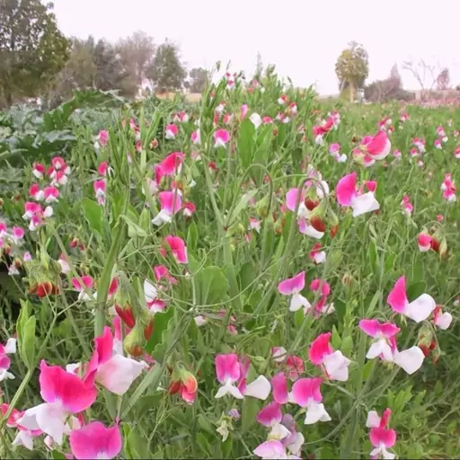 بذر گل نخودی 10 عددی