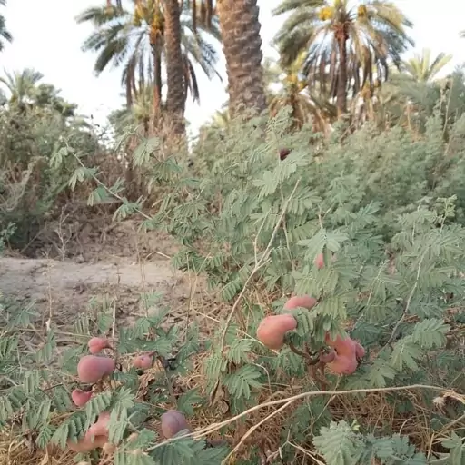 بذر کهورک (جغجغه) 10 عددی