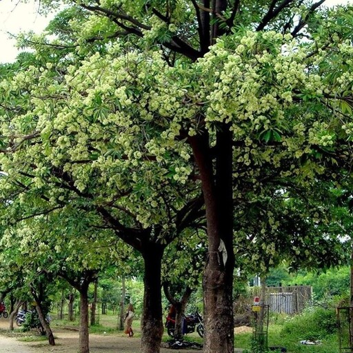 بذر درخت تخته سیاه 4 عددی