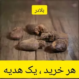 بلادر ( بواسیر نر )