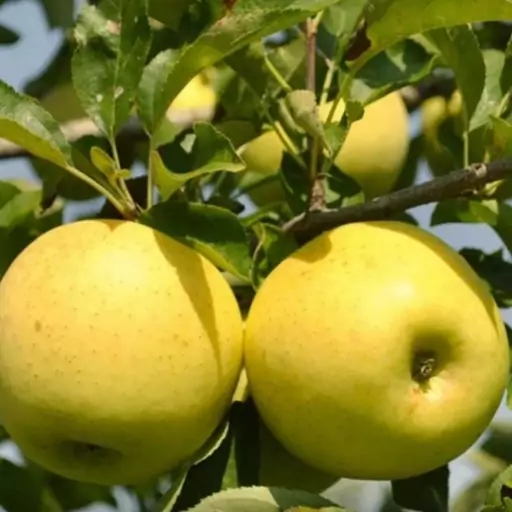 جوزوه  همراه با راهنمایی استاد جهت راه اندازی گلخانه 