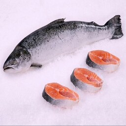 فروش ماهی سالمون کیلویی 220تومان