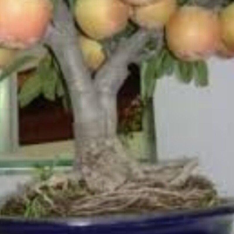 بذر طلایی جوانه زده سیب دو رنگ فروهر به همراه ضمانتنامه کتبی بی قیدوشرط دکترجی