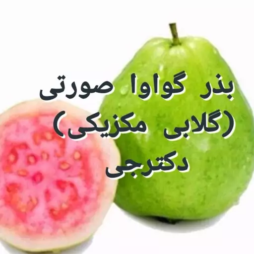 بذر اصلی میوه گواوا صورتی(گلابی مکزیکی) دکترجی همراه با ضمانت نامه کتبی