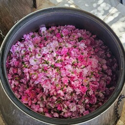 گلاب قمصر کاشان(عیار 27)( از 27 کیلو گل مرغوب قمصر 40 لیتر برداشت کردم)