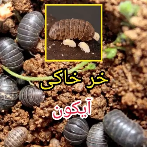 سم آیکون 