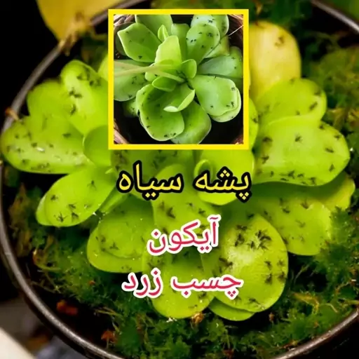 سم آیکون 