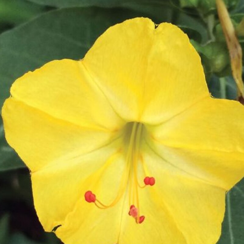 بذر گل لاله عباسی زرد (یک عدد )کد38