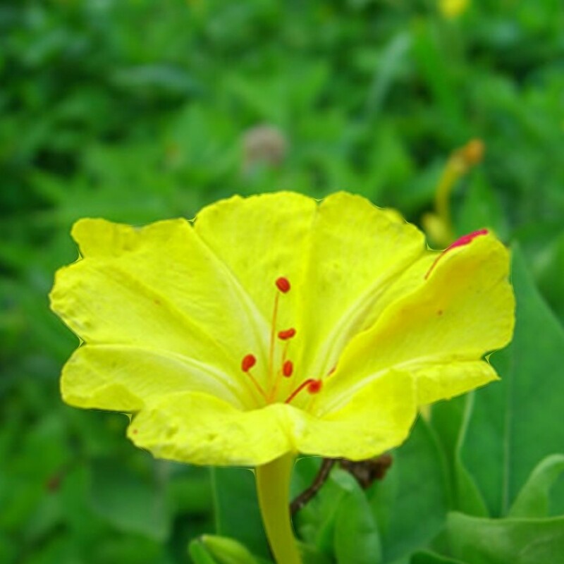 بذر گل لاله عباسی زرد (یک عدد )کد38