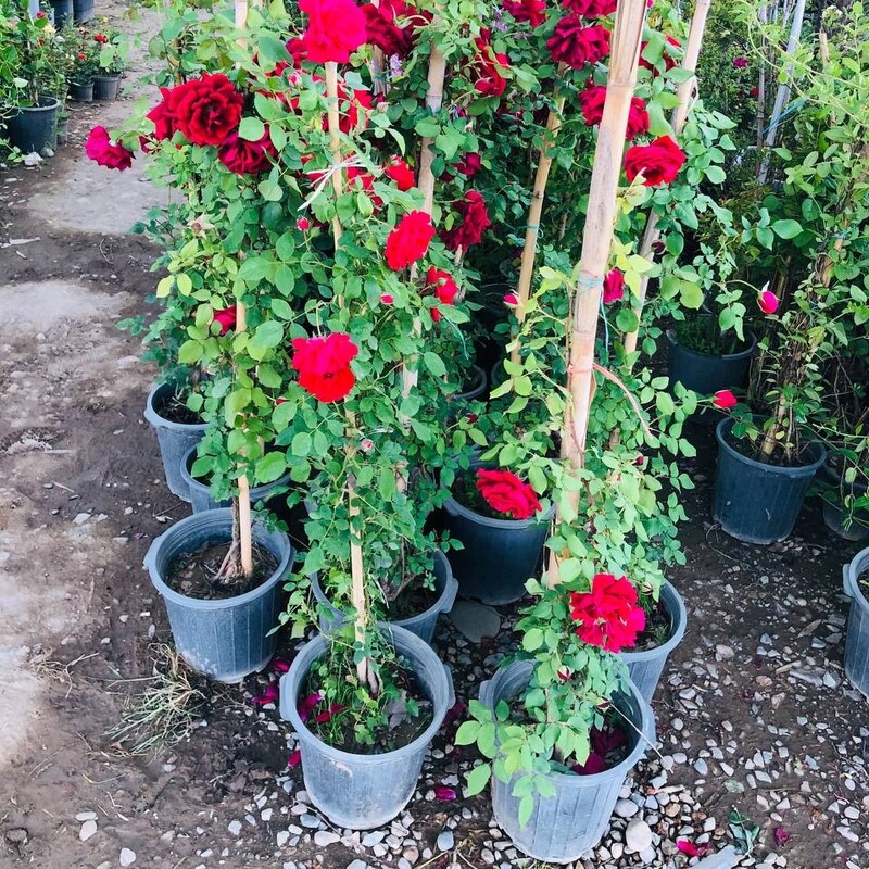 گیاه گل رز رونده قرمز ابشار زیبا سطل 4 هزینه ارسال بصورت پس کرایه با مشتری 