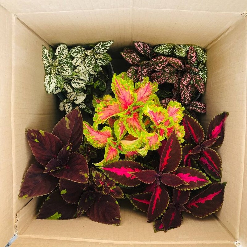 پک پنج تایی حسن یوسف و گلسنگ یا گل سنگ سایز 14 هزینه ارسال بصورت پس کرایه با مشتری 
