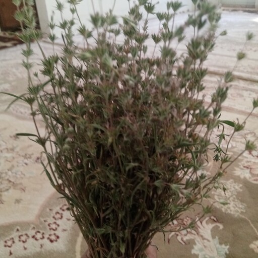 اسطوخودوس کوهی اصل. تصویر خودمحصول50گرم