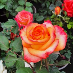 گل رز هلندی پاکوتاه گلدار قابل ارسال با پست مناسب باغچه ، حیاط و فضای آزاد