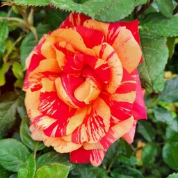 گل رز هلندی شهابی قرمز و نارنجی ، پا کوتاه گلدار قایل ارسال با پست 