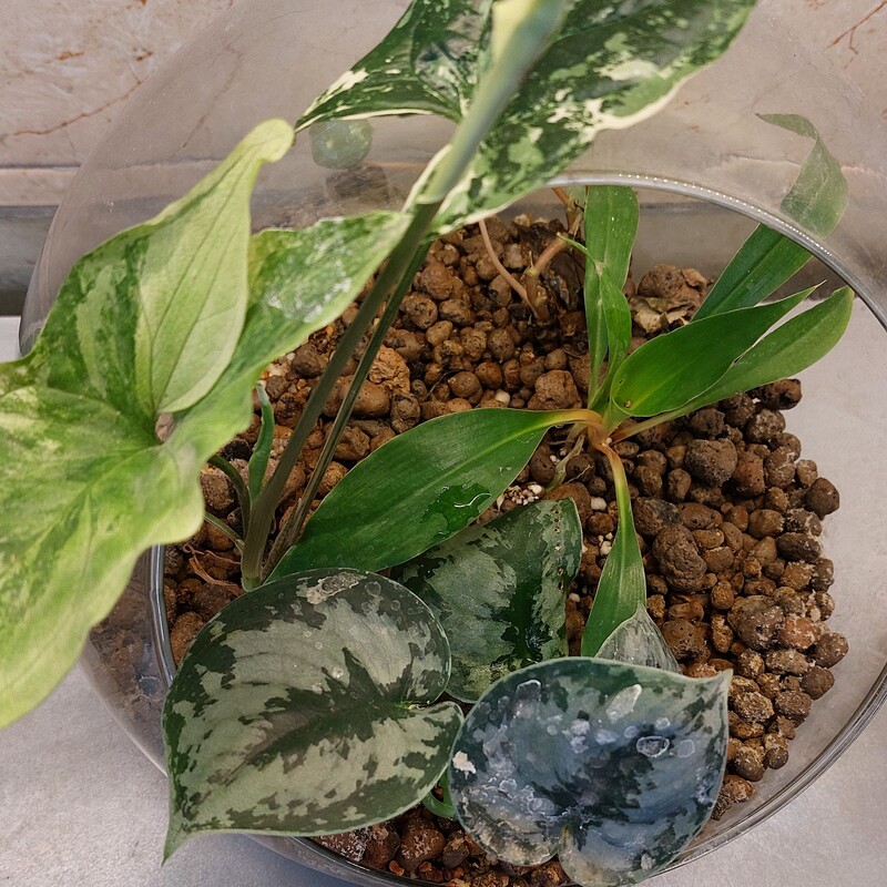 تراریوم شیشه ای - گیاهان خاص و طبیعی